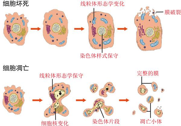 细胞凋亡试剂盒选择指南
