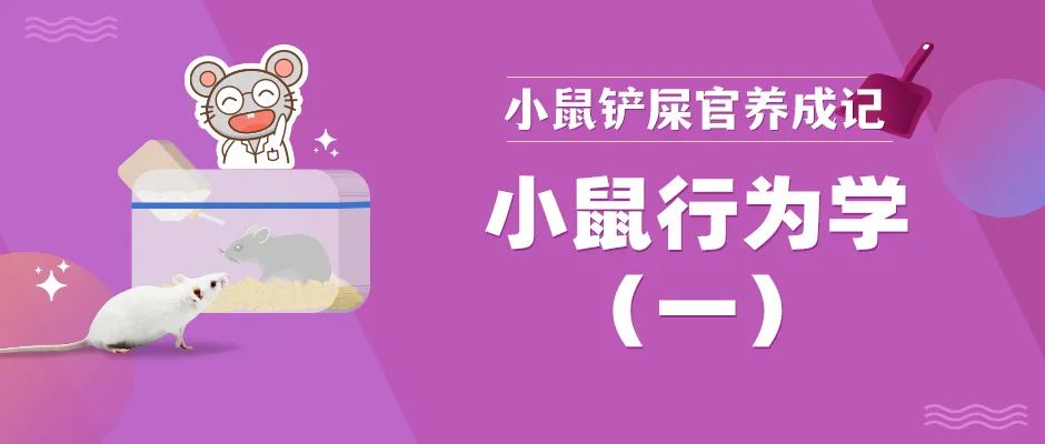 小鼠是如何寻觅爱情的？一文带你探索其中的奥秘