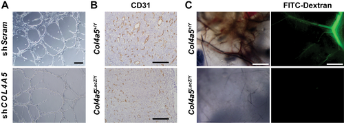 IV型胶原蛋白研究丨小鼠IV型胶原蛋白方案