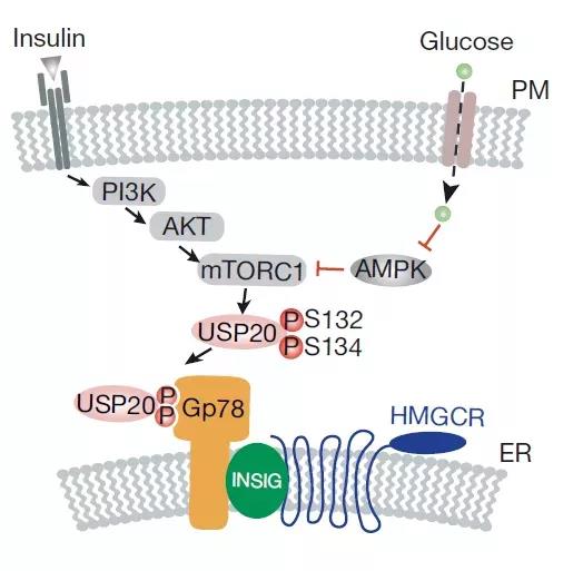 客户文献集锦 | 赛业生物基因编辑小鼠助力代谢研究