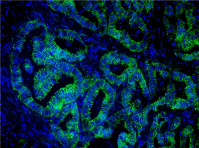 AAT Bioquest-HRP标记的山羊抗小鼠IgG（H+L）促销中