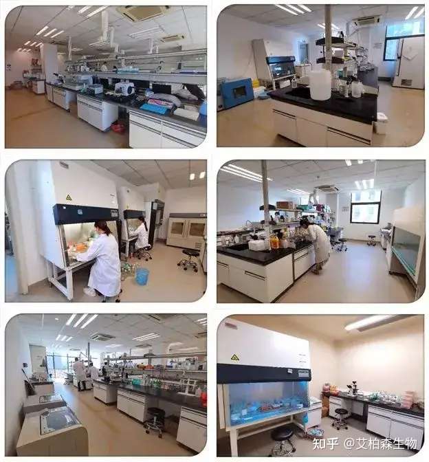 支持全球科研抗疫，艾柏森成功研发Omicron变异株重组蛋白