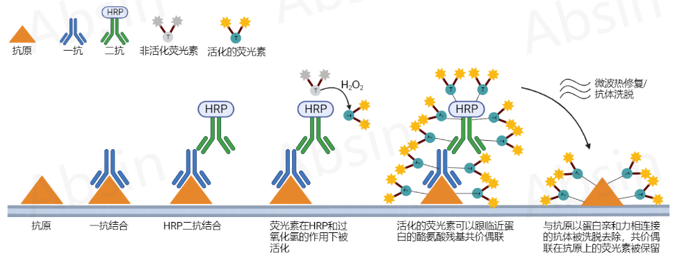冰冻切片如何做mIHC？