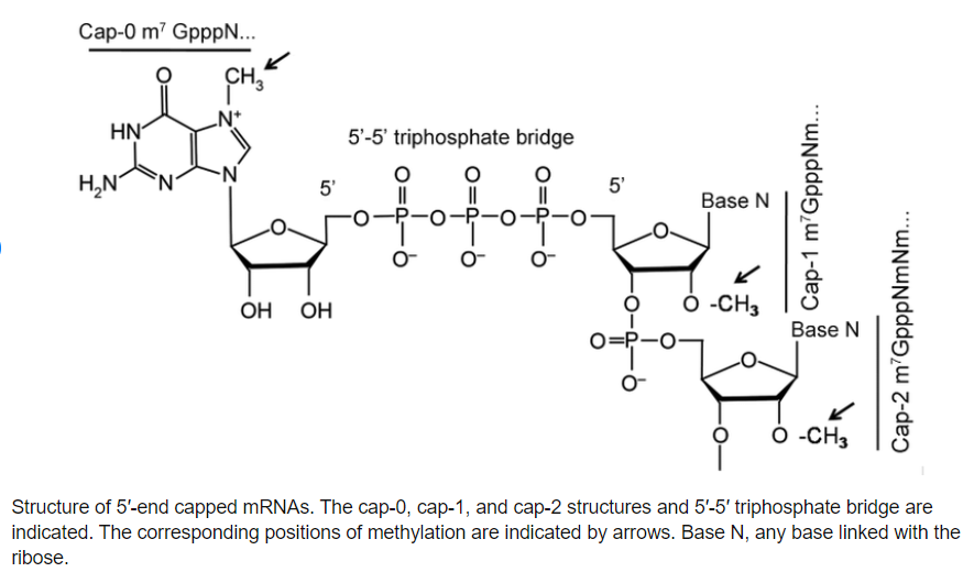 mRNA结构的保护伞——5’Cap