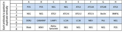 RayBiotech人体自噬阵列C1，单品限时折扣，速抢！