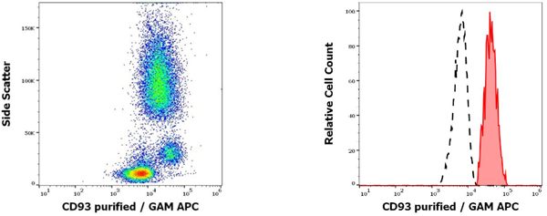 抗人CD93纯化抗体：超值优惠来袭！