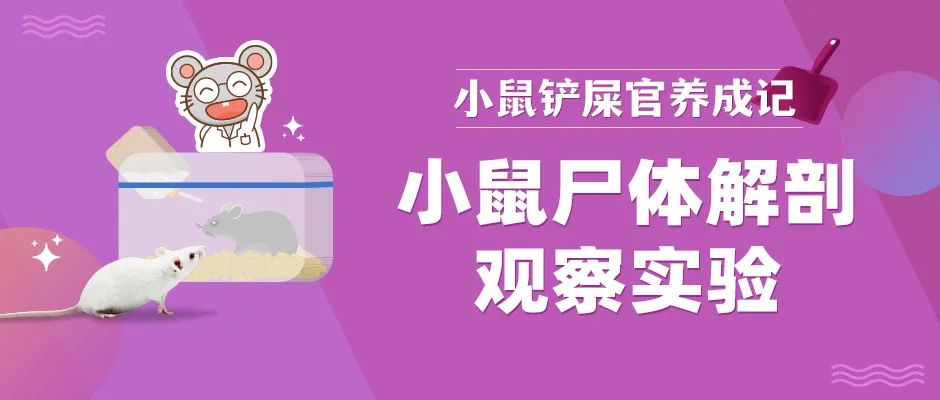 小白鼠尸体解剖24h日记！一起观察小白鼠