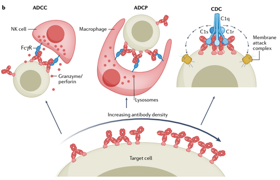 抗体药物研发(三)-抗体/补体依赖的细胞效应