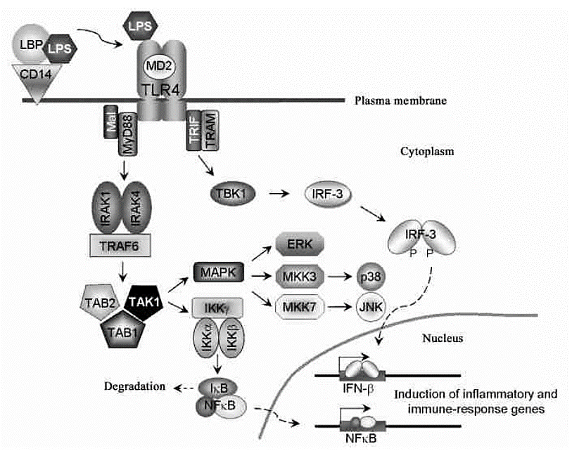 动物造模专题——脂多糖炎症模型