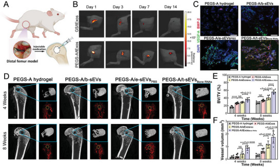 外泌体技术服务 外泌体技术服务