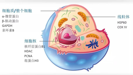 净信冷冻研磨仪｜破碎胃癌细胞提蛋白做WB