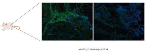Covalab丨艾美捷脱氧核糖核酸 免疫解决方案 Covalab丨艾美捷脱氧核糖核酸 免疫解决方案