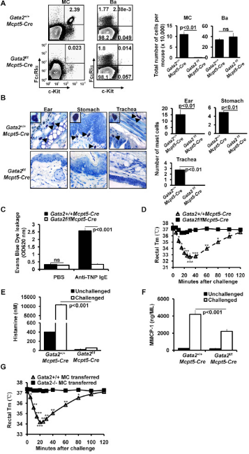 Gata2基因敲除小鼠
