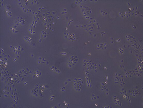 HaCaT细胞培养攻略
