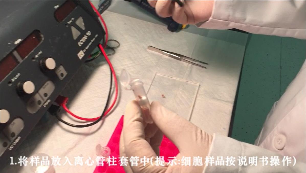 教你如何1分钟提取组织样品总蛋白