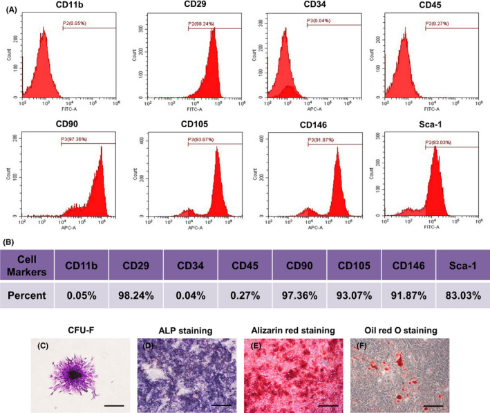 处理过的间充质干细胞释放的外泌体通过促进血管生成加速皮肤伤口愈合