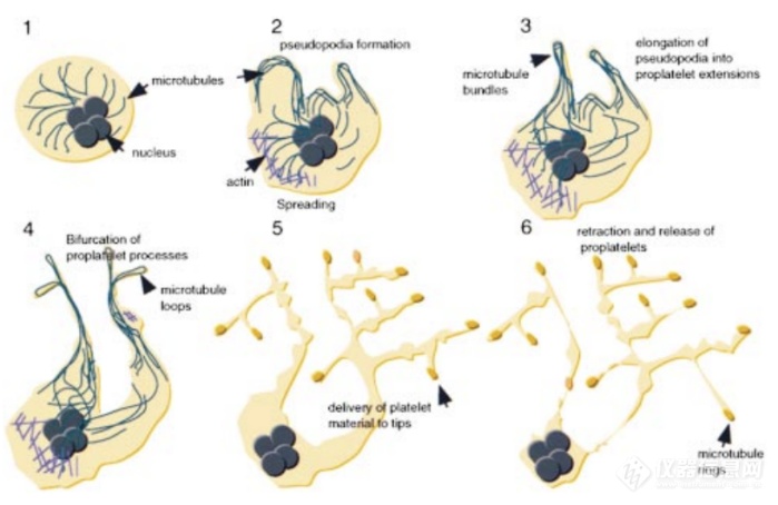 Big Panel Theory系列之—16色血小板全光谱流式高维分析方案
