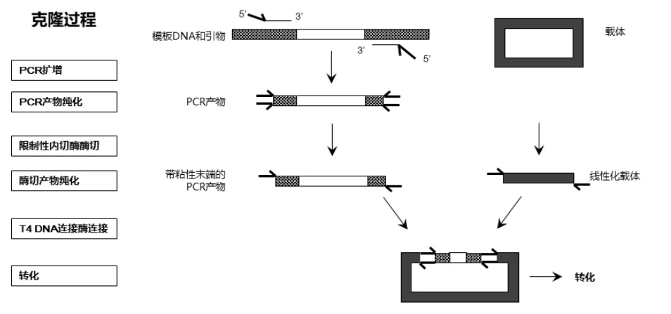 除了常规的酶切连接外，你还了解其他的分子克隆技术吗？