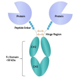 重组蛋白——Fc融合蛋白