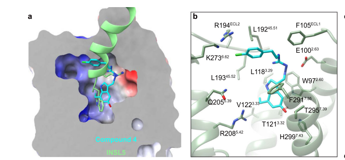 情人节，你的细胞实验找到心仪的激动剂了吗？