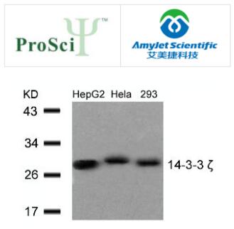 ProSci 艾美捷14 3 3 zeta抗体说明书 ProSci 艾美捷14 3 3 zeta抗体说明书
