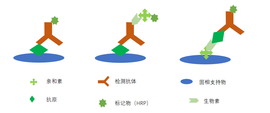 ELISA的原理、类型及选择，Absin给你整理了一份详细的清单！