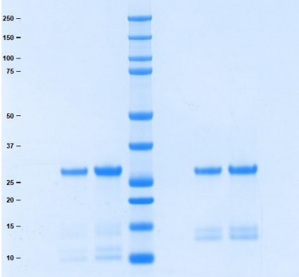 Athens-组织蛋白酶D，人肝脏，天然蛋白，促销，囤货正当时