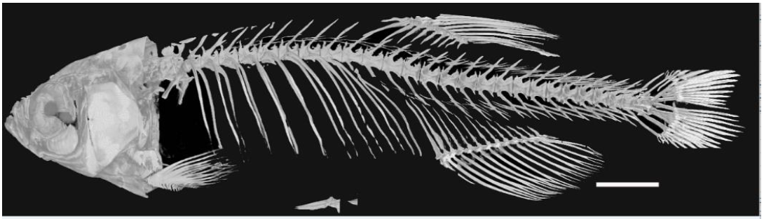 小动物成像检测有哪些?可以对应哪些指标?
