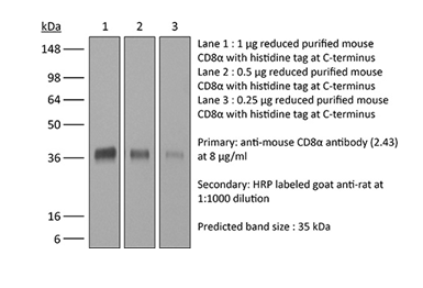 BioXcell特色产品推荐之：inVivoMAb anti-mouse CD8α（clone 2.43）