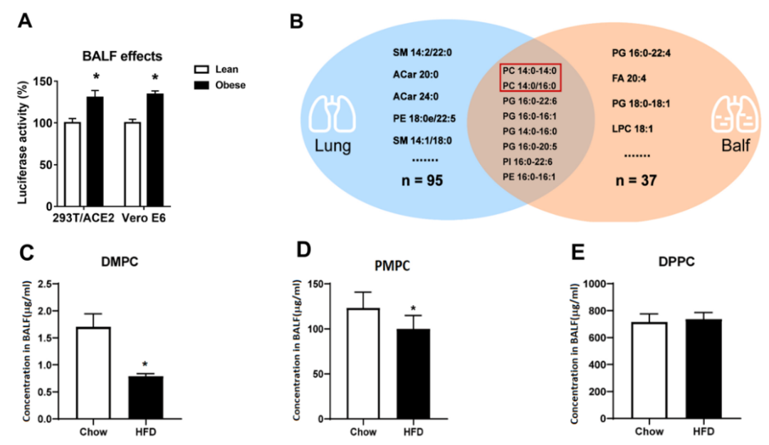 Metabolism | 单进军/杨勤合作发现肥胖人群为何更易感染新冠