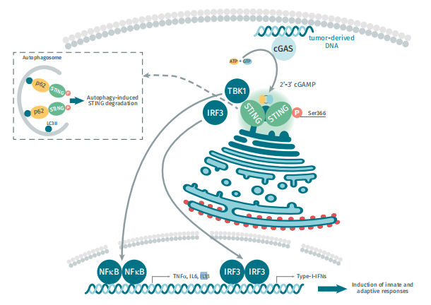 HTRF®技术STING通路全面解决方案