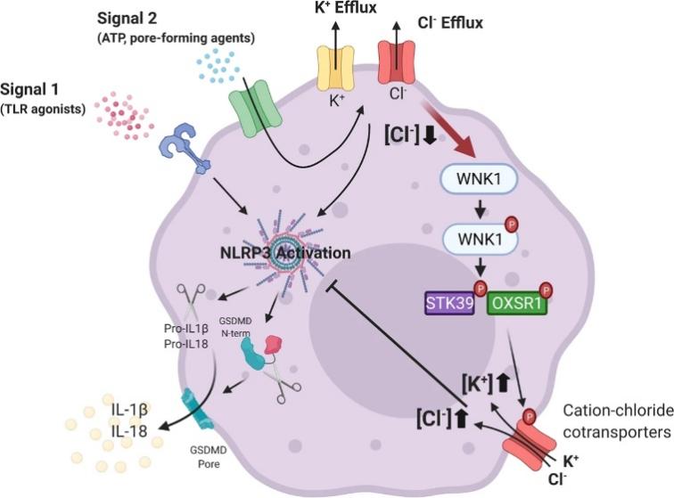 什么？WNK 竟然也与细胞焦亡相关？