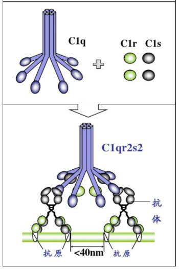 艾美捷CompTech人补体C1r酶原参数说明
