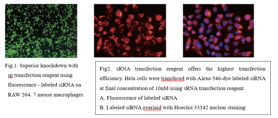 absin转染试剂系列产品