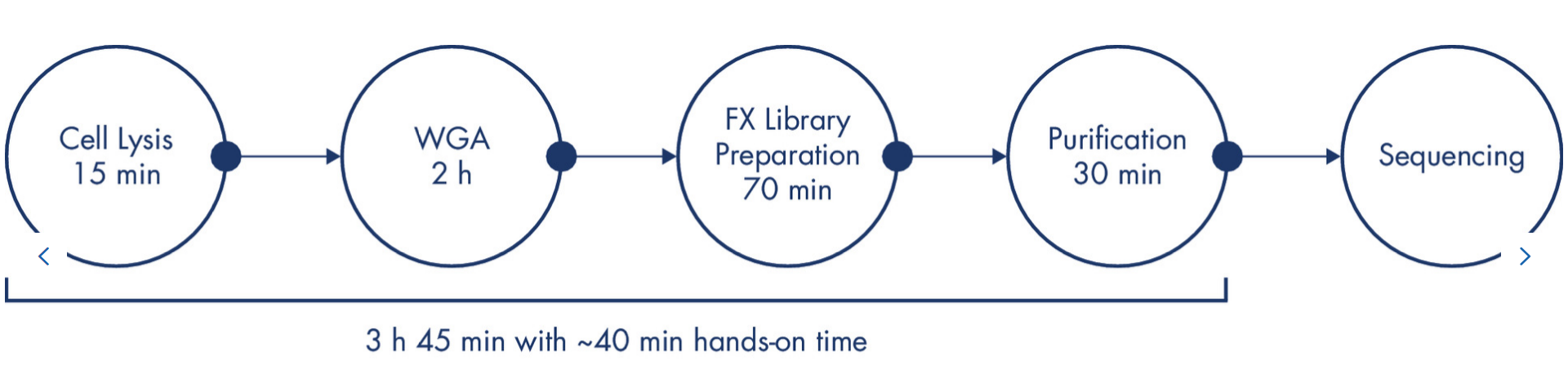 我猜你一定在寻找Phi29酶！