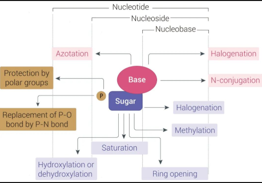 简说核苷(酸)类似物的抗病毒效用
