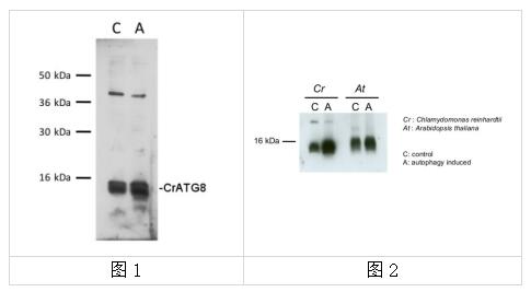 艾美捷ATG8自噬蛋白参数说明及实例展示 艾美捷ATG8自噬蛋白参数说明及实例展示