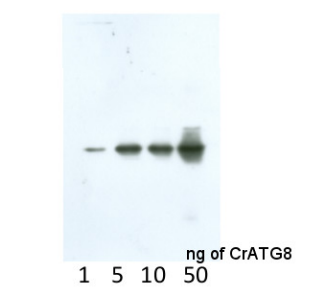 艾美捷ATG8自噬蛋白化学性质和文献参考说明 艾美捷ATG8自噬蛋白化学性质和文献参考说明