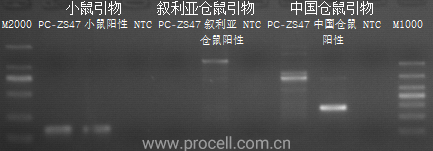 细胞学堂 | 如何用PCR法进行细胞种属鉴定
