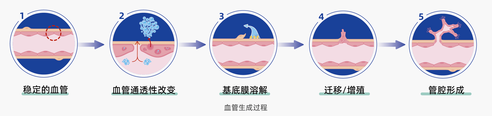 新品发布 | 原代肺微血管生成实验——肺脏研究新手段