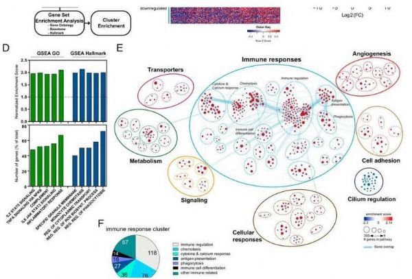 造血干祖细胞损伤后恢复的分子机制