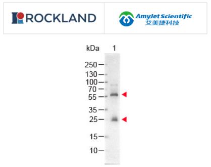 Rockland 艾美捷 链霉亲和素碱性磷酸酶结合物说明书 Rockland 艾美捷 链霉亲和素碱性磷酸酶结合物说明书