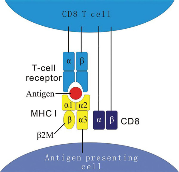 β2微球蛋白研究丨艾美捷人β2微球蛋白解决方案 β2微球蛋白研究丨艾美捷人β2微球蛋白解决方案