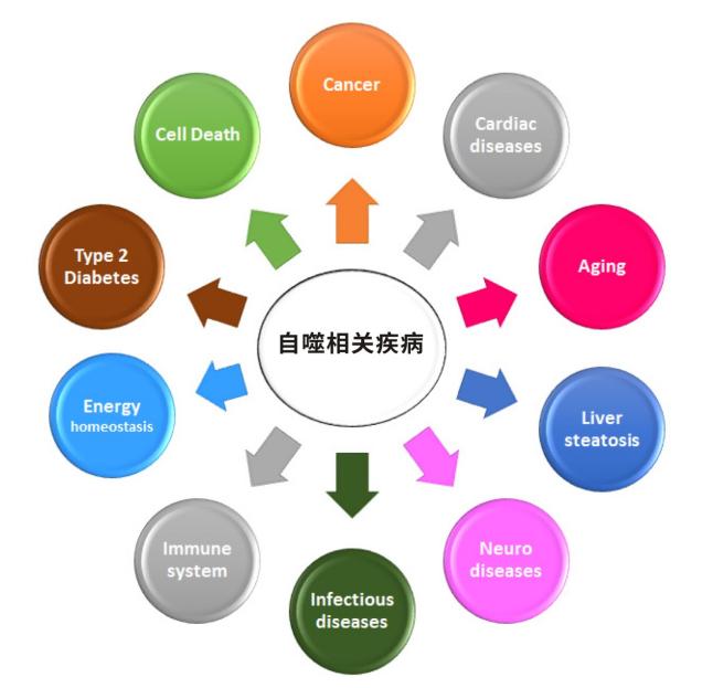细胞死亡&细胞功能：细胞自噬【Autophagy】