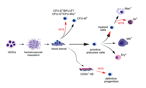 MYB在人类原始造血中的作用
