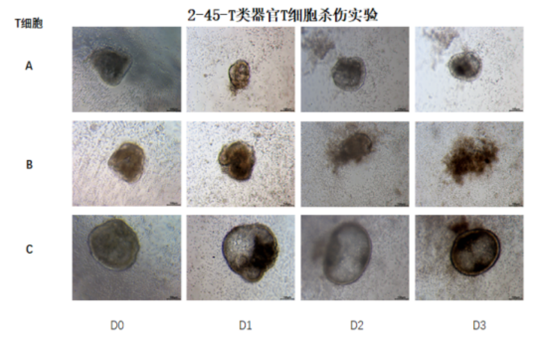 类器官免疫共培养实验方法