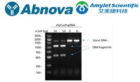 CRISPR丨Abnova Ultra eSpCas9-2NLS-研究 CRISPR丨Abnova Ultra eSpCas9-2NLS-研究