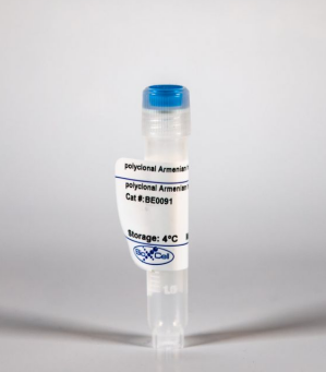 BioXCell艾美捷InVivoMAb多克隆亚美尼亚仓鼠IgG说明书 BioXCell艾美捷InVivoMAb多克隆亚美尼亚仓鼠IgG说明书