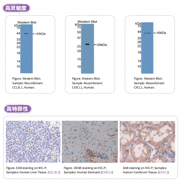 云克隆趋化因子类抗体