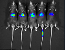 影响rAAV实现体内基因操作实验结果的关键